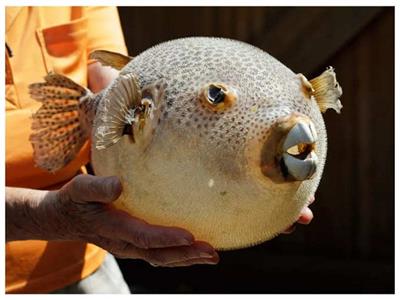 صورة موضوعية