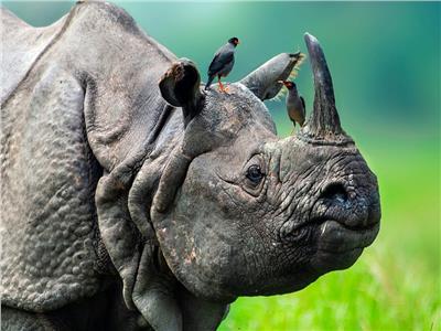 وحيد القرن في لقطة نادرة