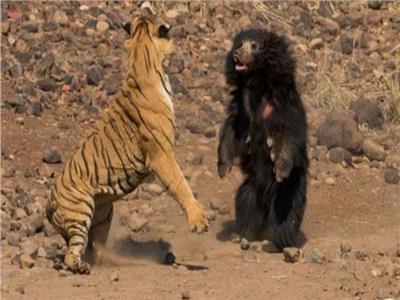 معركة شرسة بين نمر بنغالي ودب الكسلان