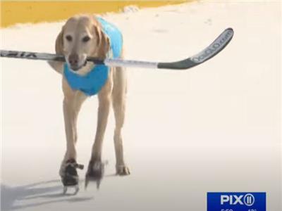 كلب يستعرض مهاراته بالتزلج على الجليد