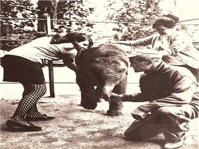 طبيبتان بيطريتان فى حديقة الحيوان  بالجــيزة تشرفان على نظافة فيل صغير