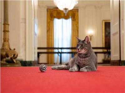القطة المحظوظة "ويلو" تصل إلى البيت الأبيض وتستقر فيه
