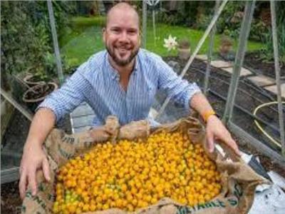 بريطاني يحصد 1269 ثمرة طماطم من ساق واحدة