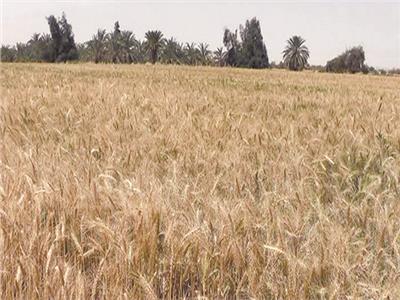 اقتراب موسم حصاد القمح وتوقعات بزيادة انتاجية الفدان