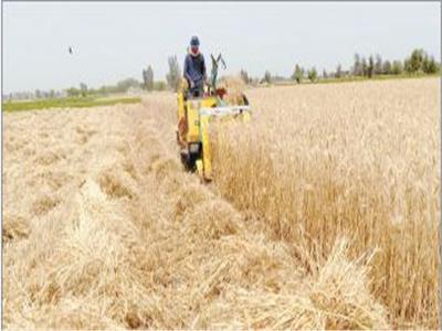  تواصل عمليات الحصاد لمحصول القمح بالمحافظات