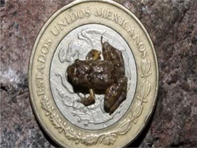 اكتشاف ستة أنواع جديدة من الضفادع بحجم عملة معدنية 