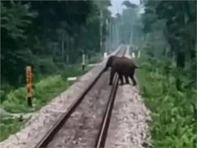 براعة سائق قطار هندي تنقذ قطيع أفيال من الموت