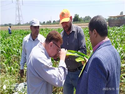 الزراعة رئيس مكافحة الآفات يتابع المحاصيل الصيفية في محافظة المنوفية
