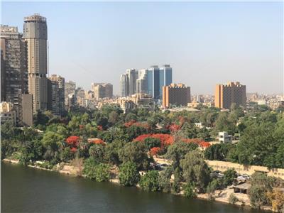 سر الأشجار الحمراء المنتشرة بالقاهرة والجيزة