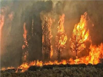 حريق غابات الصنوبر في لبنان