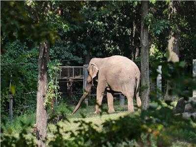 حكم قضائي أمريكي برفض اعتبار أنثى فيل "شخصاً"
