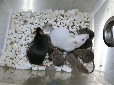  استنساخ فئران من خلايا مجففة عن طريق الشاي الأخضر