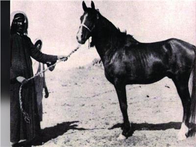 السلطان قلاوون أول من أدخل الحصان العربي إلى مصر
