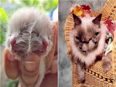 ولادة قطة بوجهين في تايلند