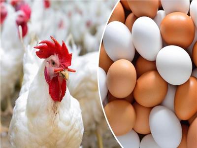  انخفاض أسعار البيض والفراخ