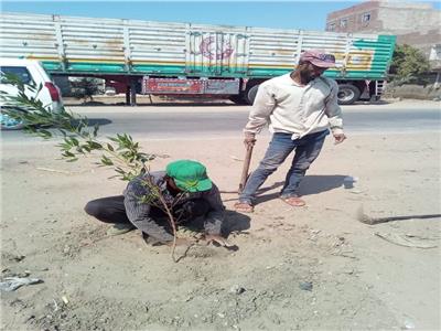 المنيا تواصل زراعة الأشجار بطريق مصر أسوان 