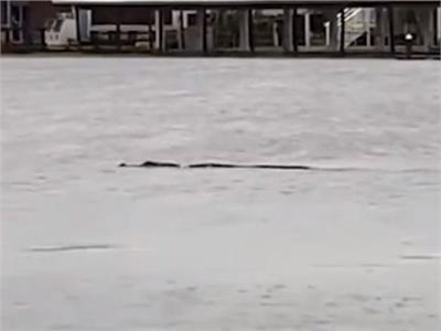 إعصار "إيان" يخرج تمساحا إلى شوارع فلوريدا