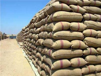 تموين دمياط  تورد 15900 طن من أرز الشعير بالمضارب والشون الحكومية 