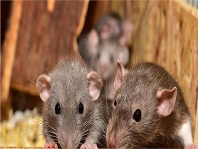 الفئران متهمة بالتهام المخدرات في الهند 