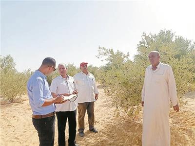 أشجار الزيتون المثمرة بمدن شمال سيناء