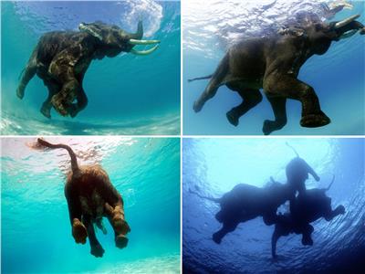 تمارس الأفيال هواية السباحة