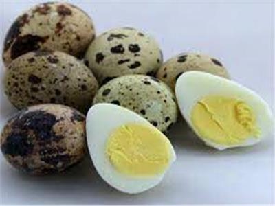 بيض السمان.. بروتين رخيص وبديل للعلاج