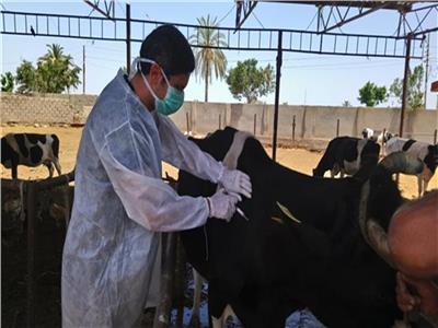 تحصين ما يزيد عن (13) ألف  رأس ماشية ضد مرض الجلد العقدي وجدري الأغنام 