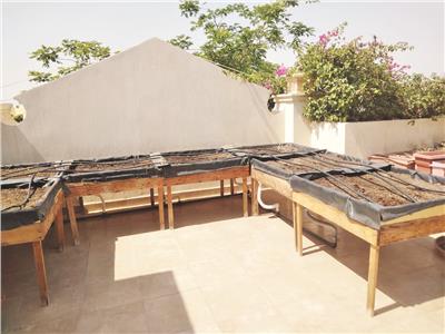 زراعة أسطح المنازل