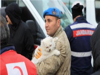 صور| قصة قط بـ«7 أرواح» نجا من زلزال تركيا