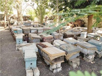  منحل لإنتاج عسل النحل
