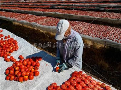 مراحل إنتاج الطماطم المجففة