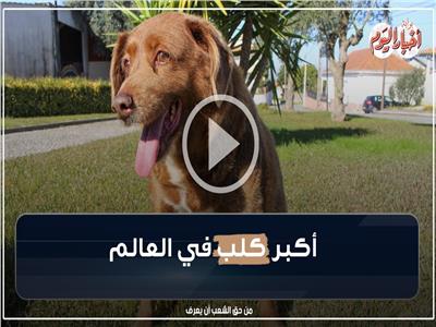 فيديوجراف| قصة الكلب بوبي أكبر كلاب العالم عمرا 
