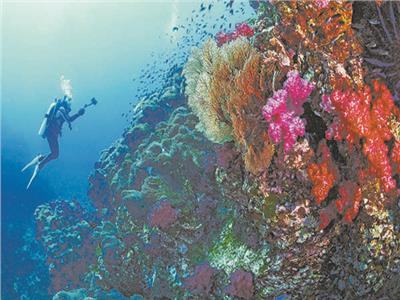 الشعاب المرجانية تحقق نصف إيرادات السياحة فى مصر