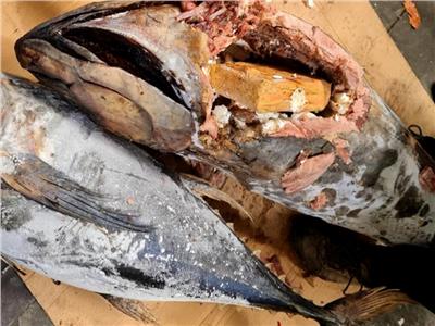 شحنة من الكوكايين معبأة داخل سمك التونة