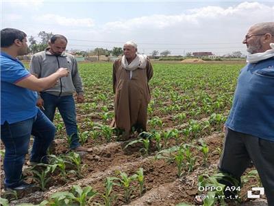 حملات لمكافحة الآفات فى الزراعات المبكرة لمحصول الذرة الشامية