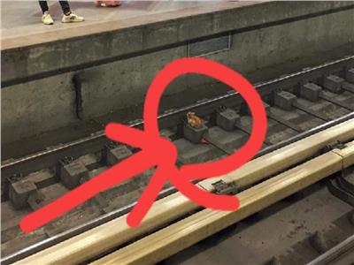 قطة عالقة على القضبان محطة مترو