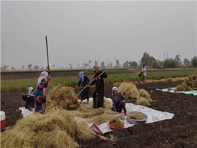 المزارعون والسيدات في حقول القمح