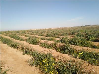 زراعة النباتات النادرة في محافظة أسيوط