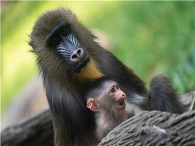 حديقة حيوان «اوهايو» تشهد ولادة قرد ينتمي إلى فصيلة «الماندريل» النادرة