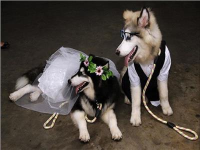 «زفاف» باذخ لكلبين يثير غضباً في إندونيسيا