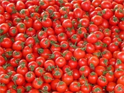  صادرات مصر من الطماطم 