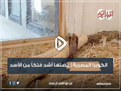 الكوبرا المصرية عضتها أشد فتكاً من الأسد| فيديو
