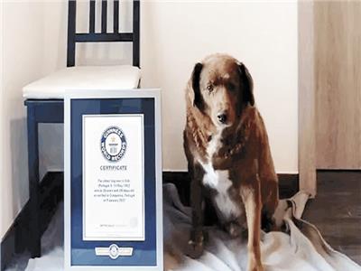 رحل أكبر كلب عمرا فى العالم «بوبى»