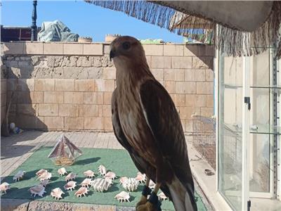 جهاز شئون البيئة بالإسكندرية  الطيور المهددة بالانقراض