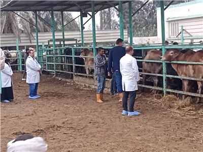 تحصين الماشية ضد مرض الجلد العقدي