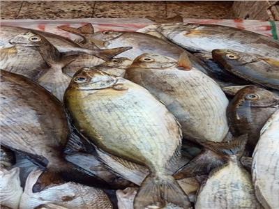 أسعار الأسماك اليوم 27 مارس بسوق العبور