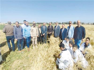 انطلاق موسم حصاد القمح بشمال سيناء
