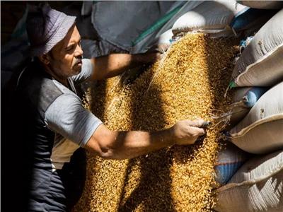 التموين تطلق موسم توريد القمح مستهدفة شراء 3.5 مليون طن