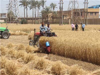 موسم حصاد القمح في القليوبية