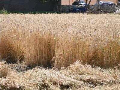 الفاو : مصر الأولي عربيا في إنتاج القمح سنويا 